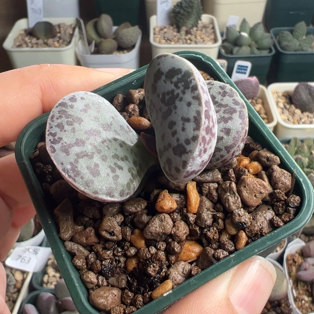 871花蛋一颗胖嘟嘟