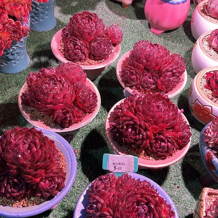 5.63姚记一个脱土