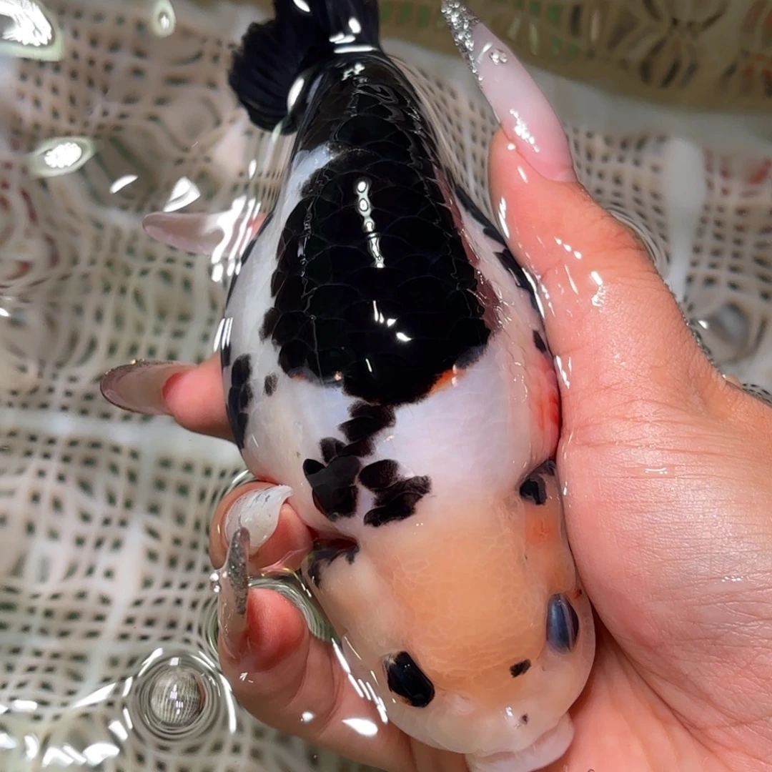 晴***。金鱼不拍包装运费到付，拍包装包邮