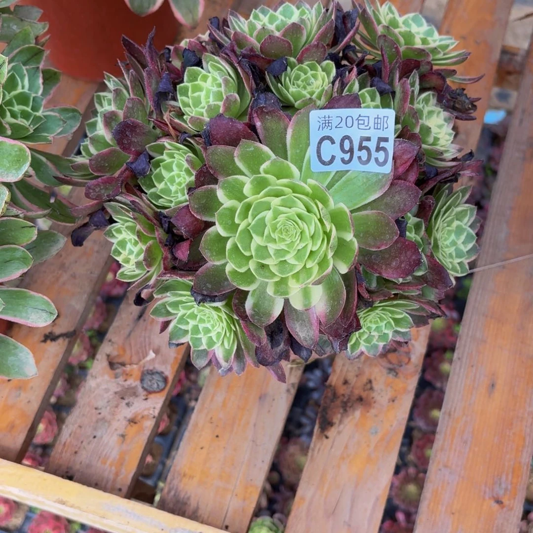 无花朵955多肉植物捧花