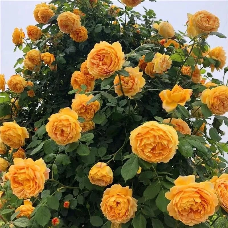 黄金庆典【1.5米大苗】黄色大花浓香型爬藤月季好养易活南北方种植