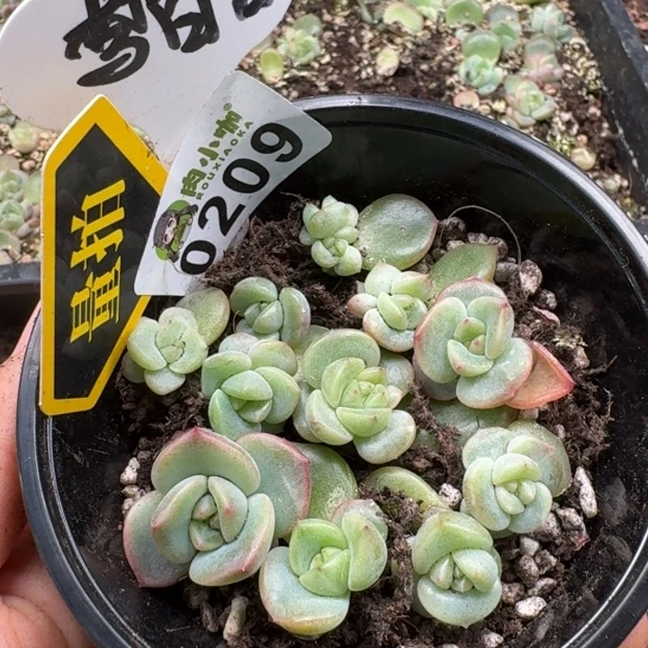 当前无花朵，栽培后可花朵多肉植物多肉植物