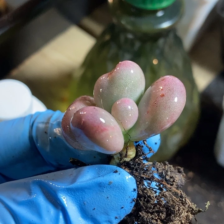 日****米可奶酪锦多肉植物