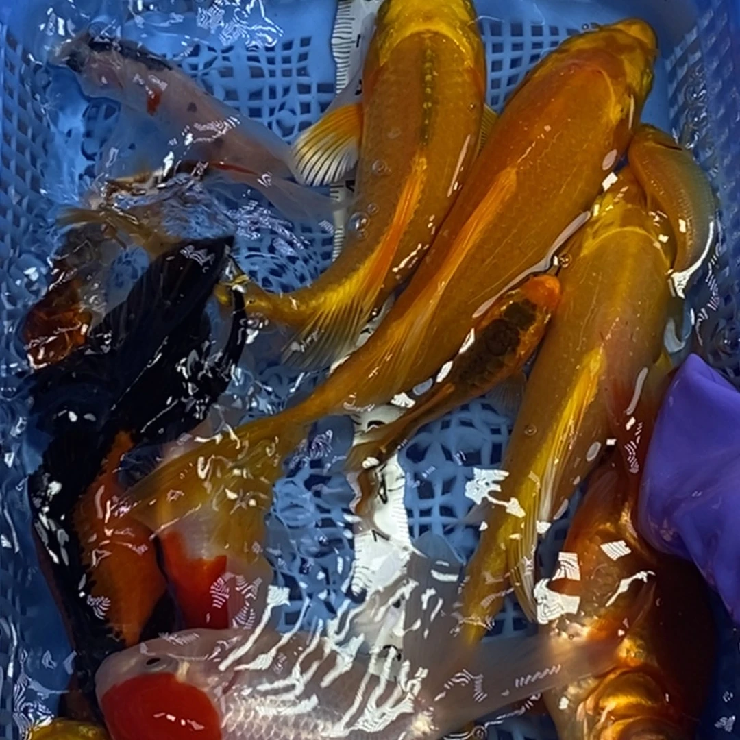 锦鲤冷水锦鲤包邮