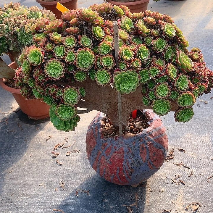 爱丽丝朵朵脱土发货