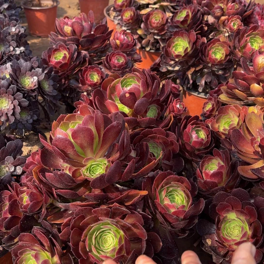 黑玫瑰12.8木质法师多肉