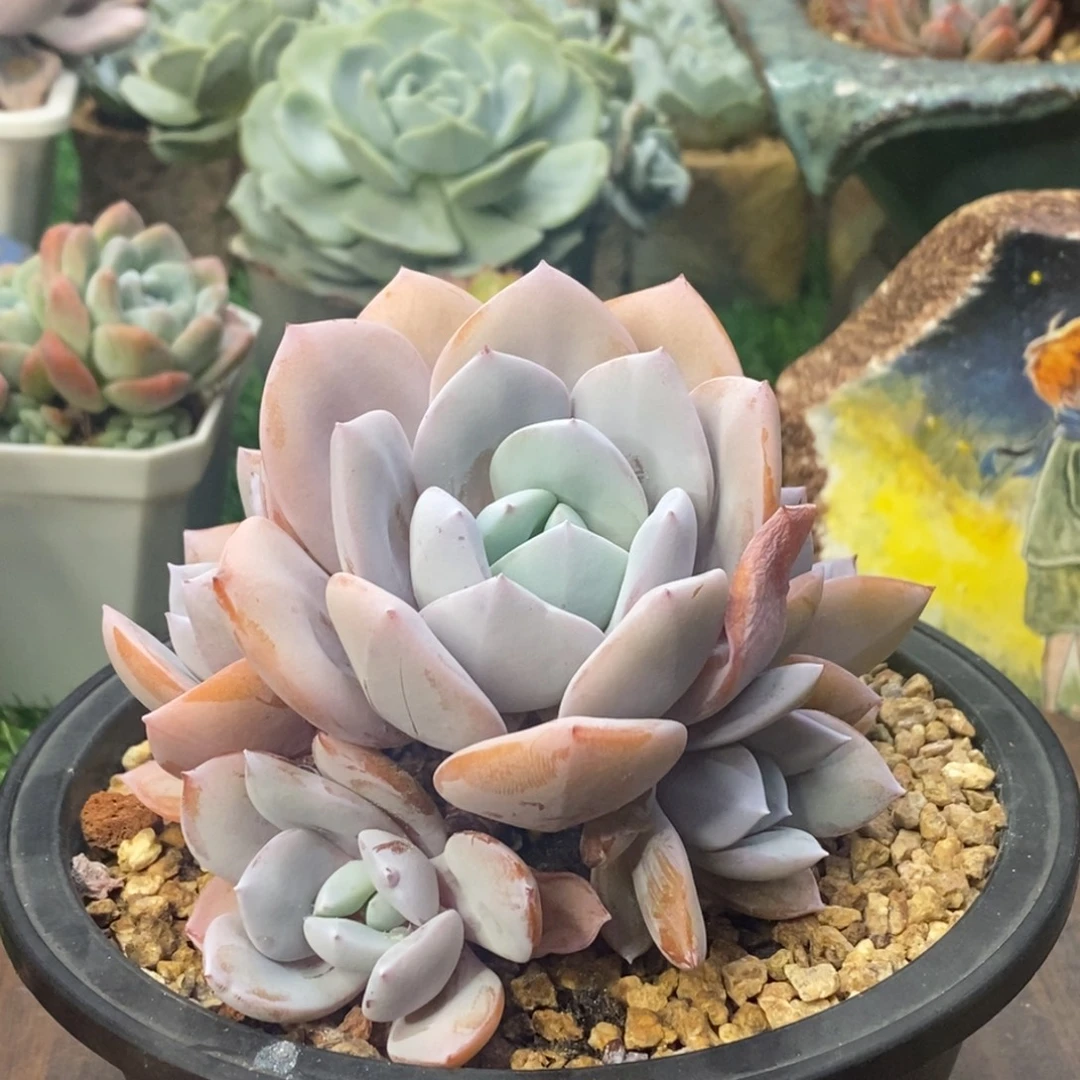 奶茶精控老桩自然群六头