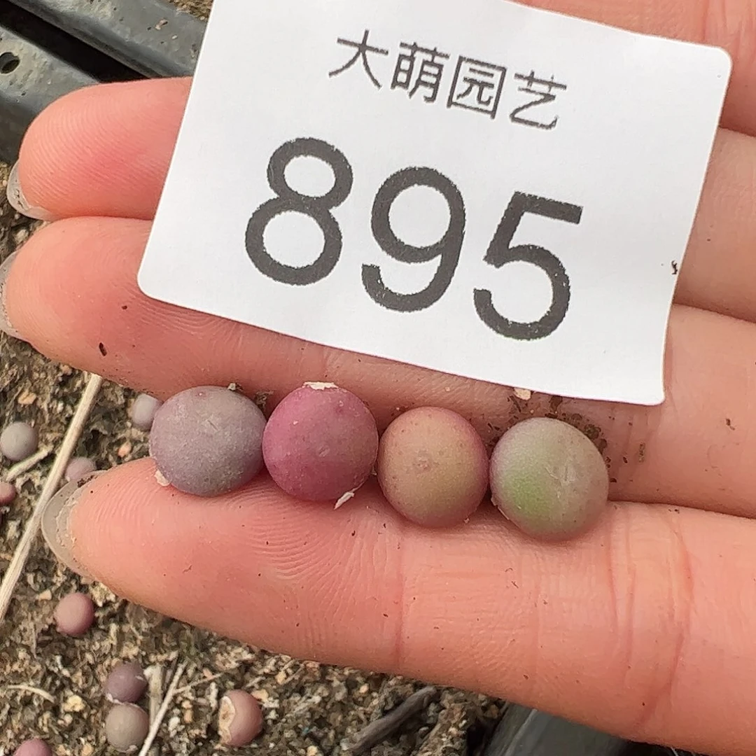 量拍以下2颗白花大G.     895