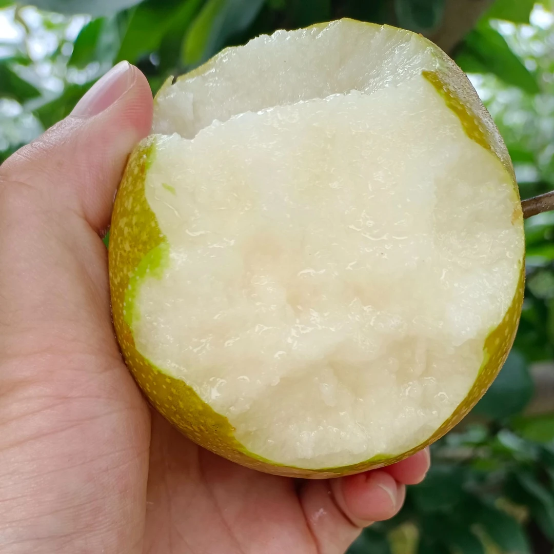 上海松江仓桥水晶梨上市