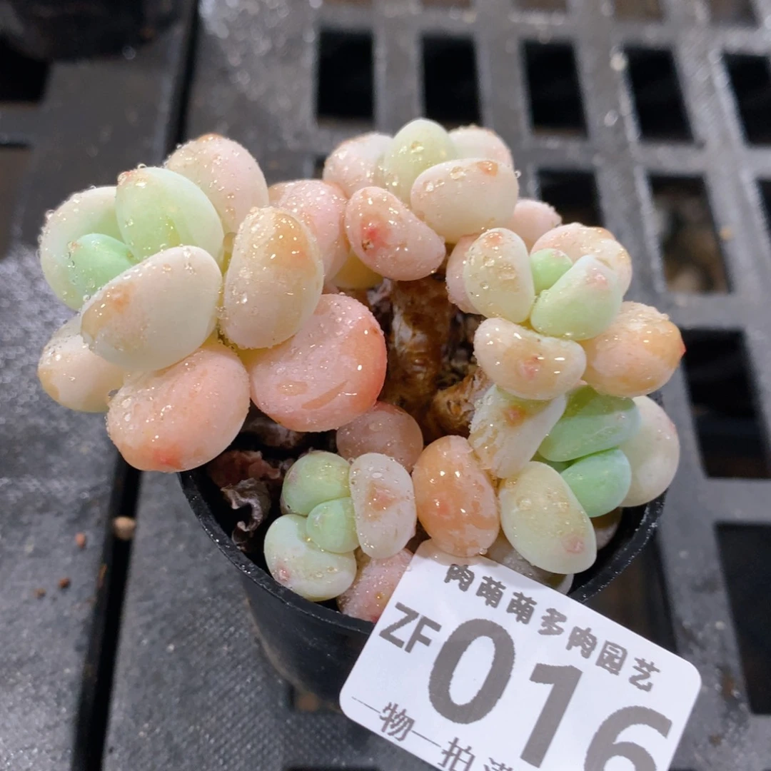 肉萌萌拇指盆精控多肉ZF016