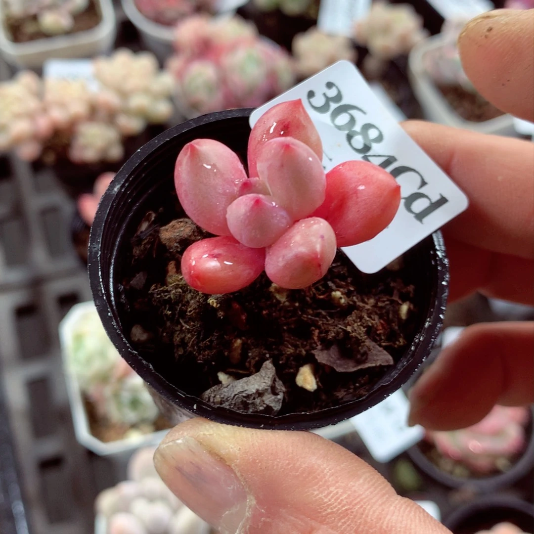 5厘米盆精控多肉3684