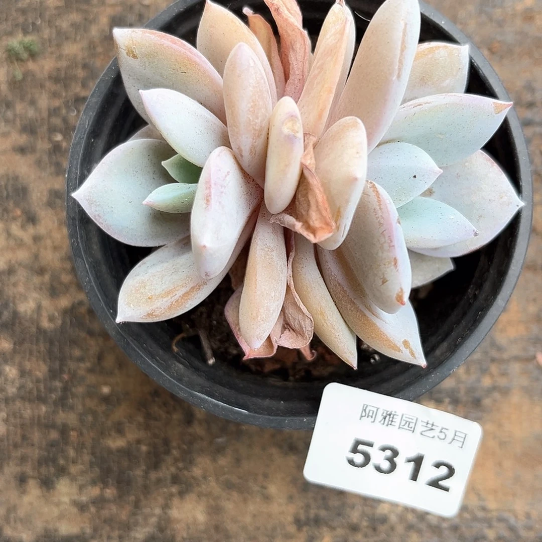 阿雅园艺。    5312