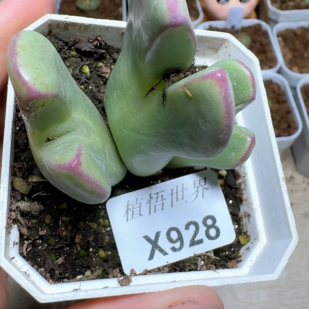 928号多肉植物哇f f