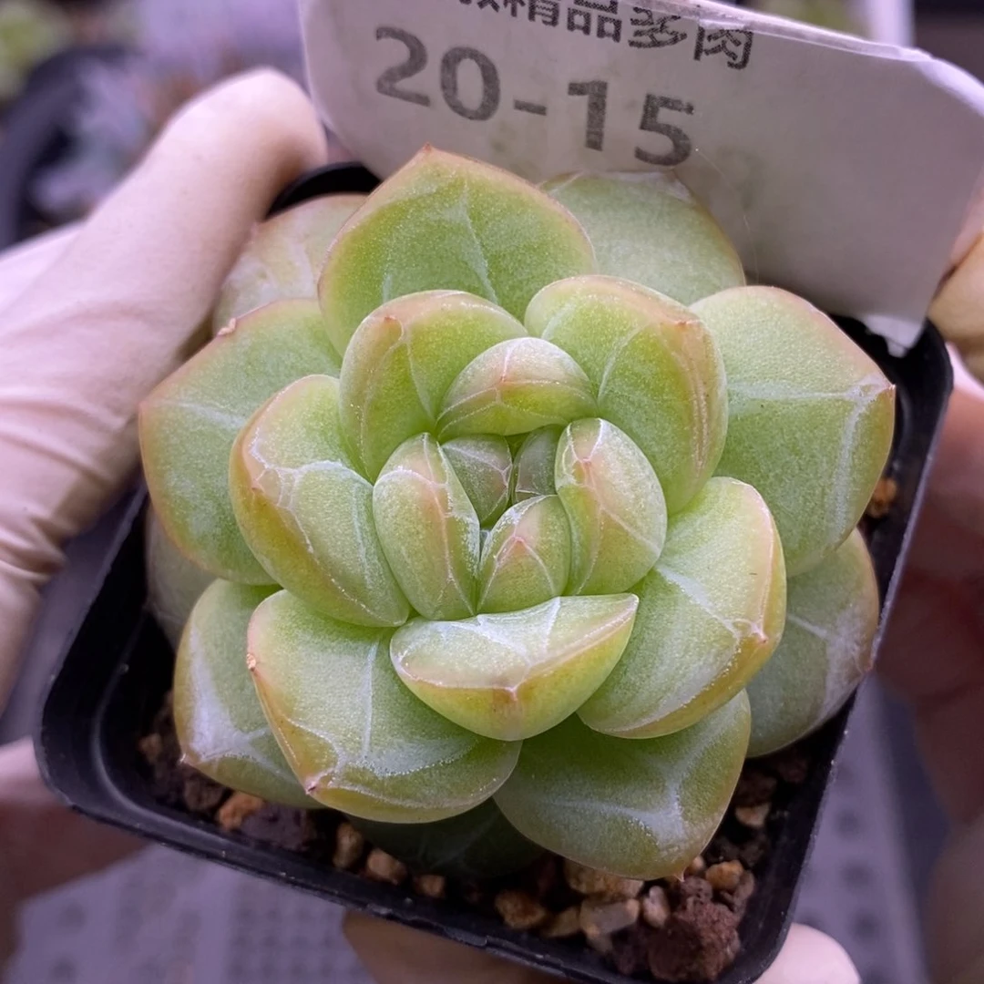 【闪购商品】20-15干冰