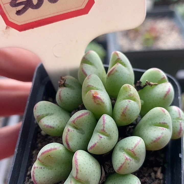 今天晚上你有什么3022