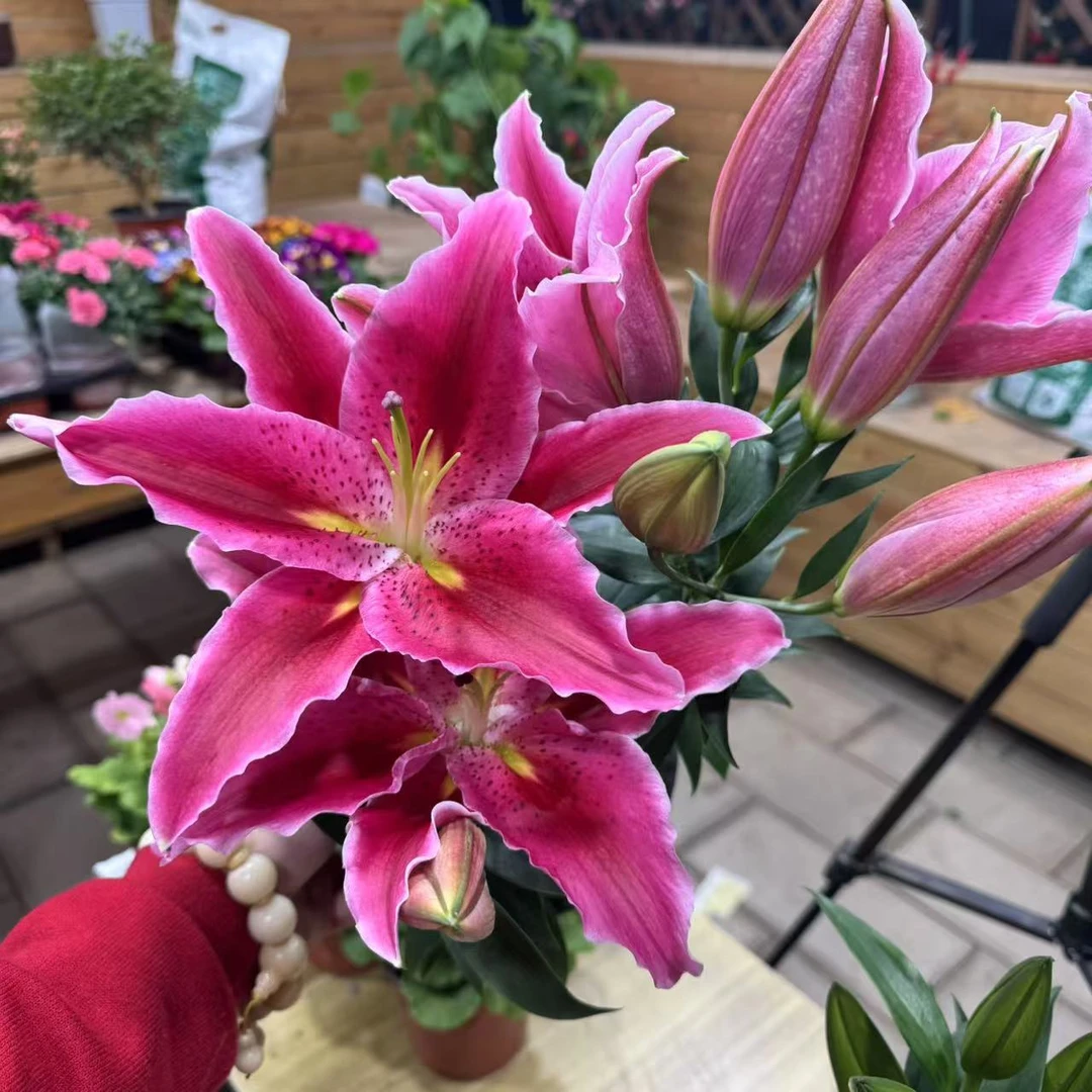 【李先生】香水百合(粉明星)开花带香味带花苞