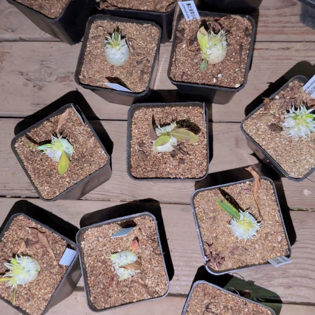 块根植物块根植物块根