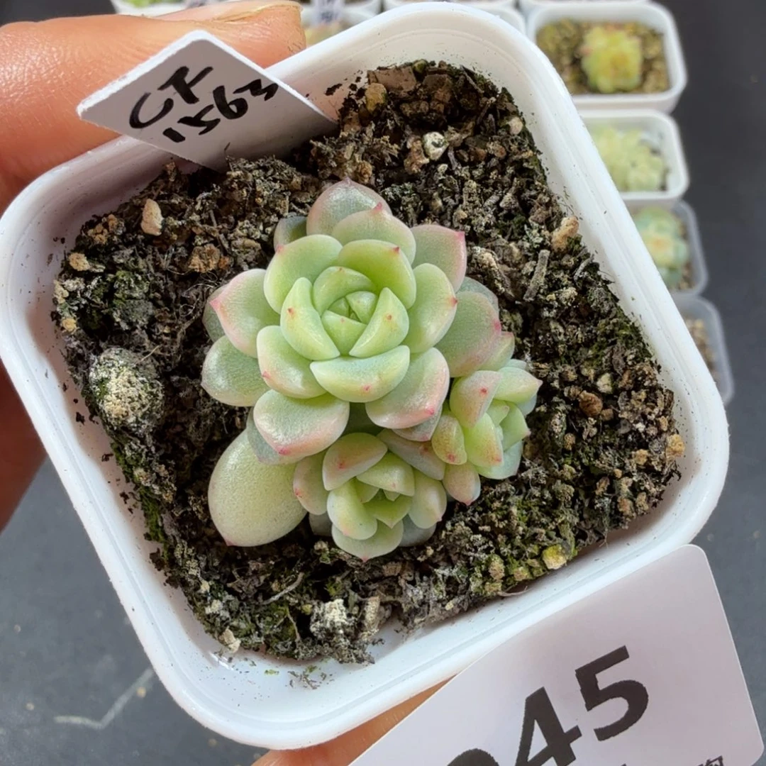 财富1563三头一物一拍一物一拍