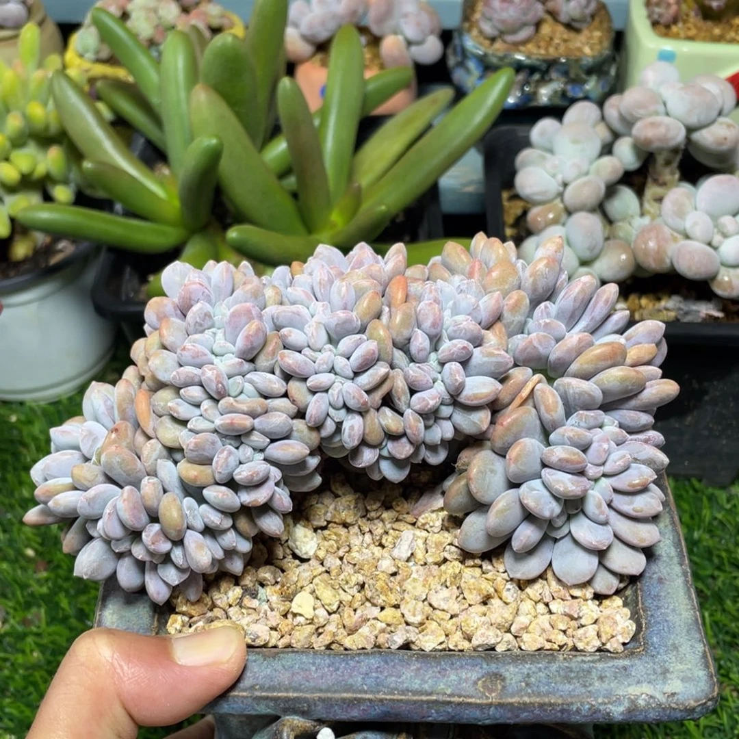 粉兔缀化多肉植物