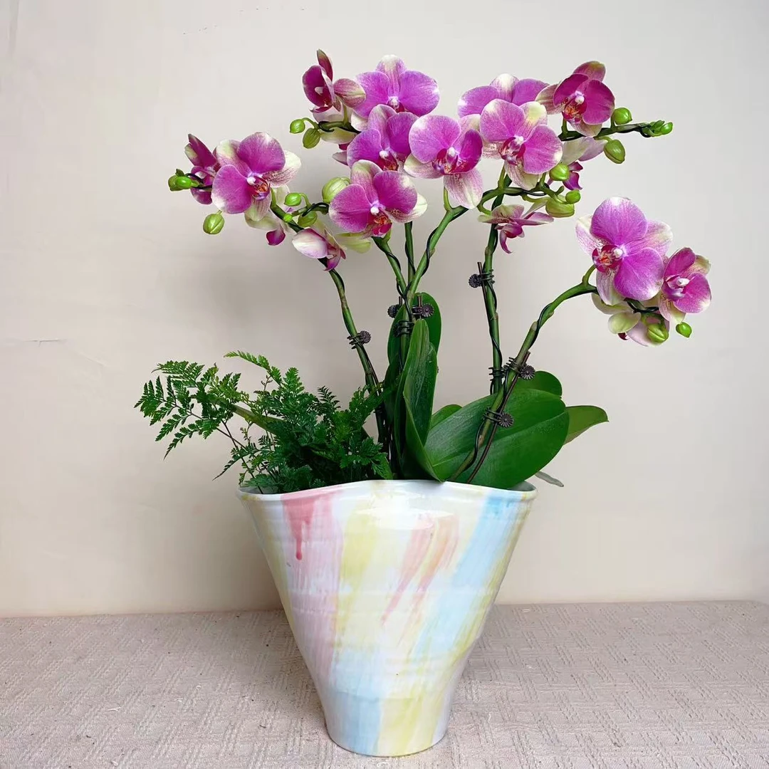 国华优选【多彩蜜桃】精品蝴蝶兰室内花卉高雅高级盆栽艺术组盆