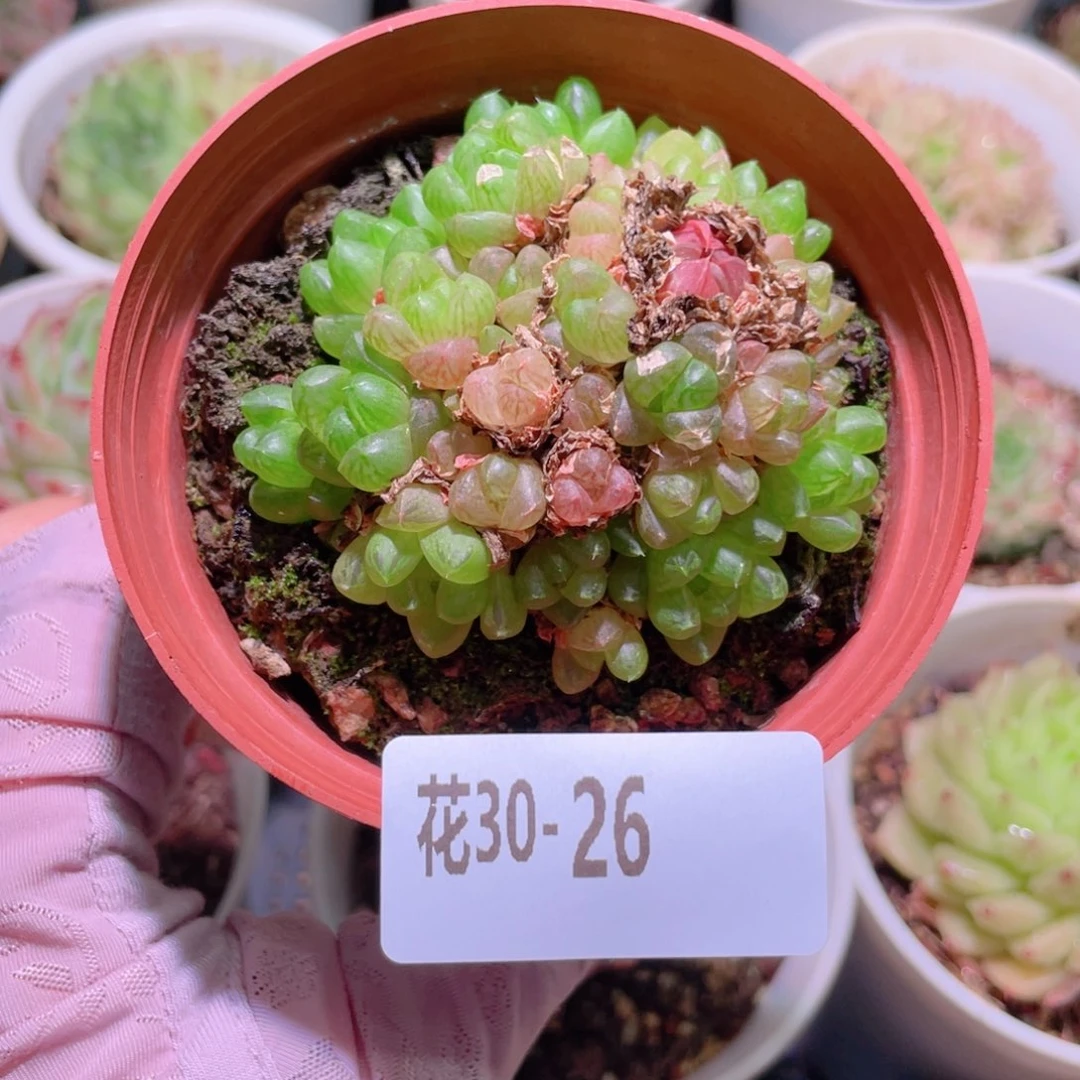 花利美30-26草玉露