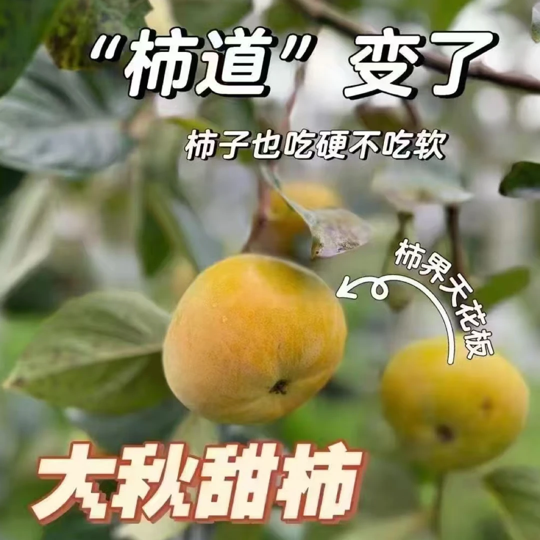 顺丰包邮桂林大秋甜柿，清甜脆口