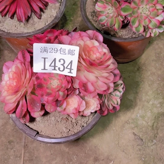 1434倾城多肉植物