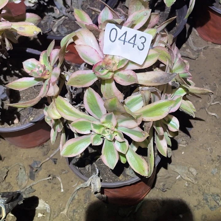 多肉植物法师443燕姿锦