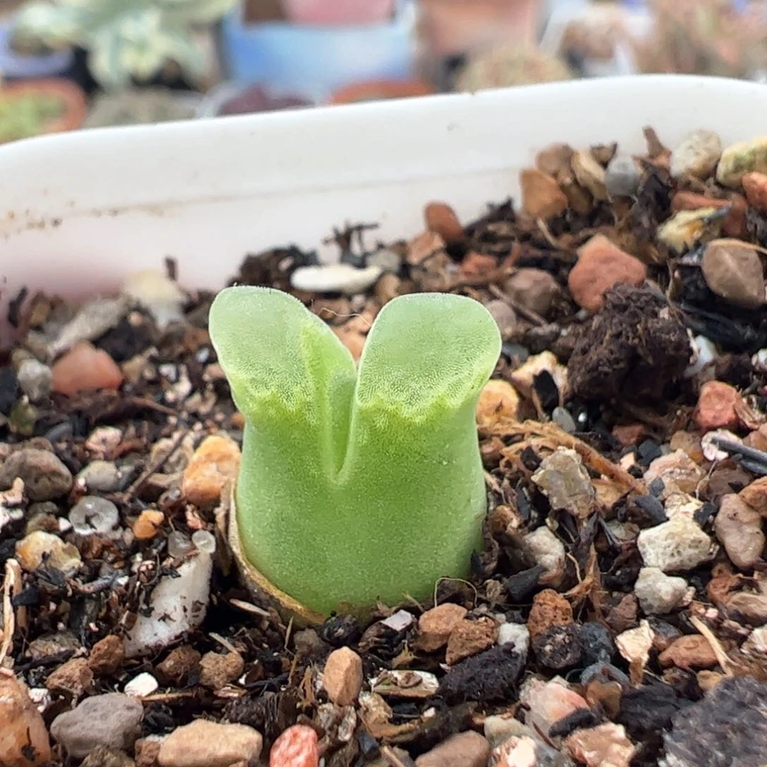 1416.4粉奶瓶多肉