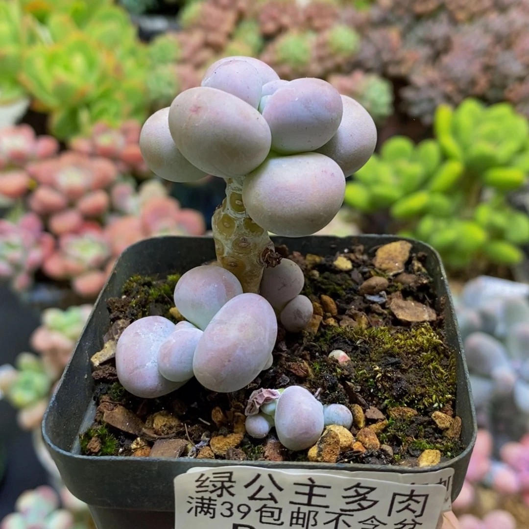 780芭比奶酪3cm多肉