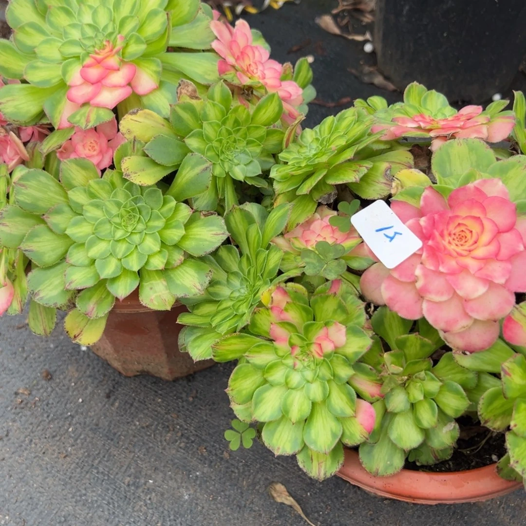 51知否一颗多肉叶有伤25