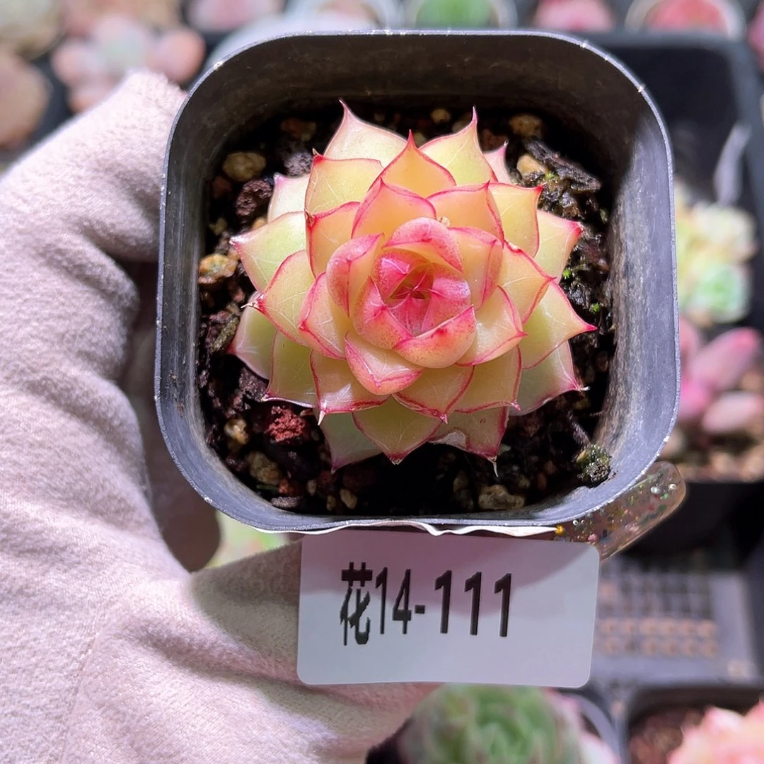 花利美14-111女王微瑕