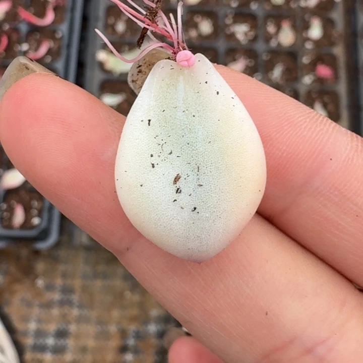 冰玉一物一拍好看011