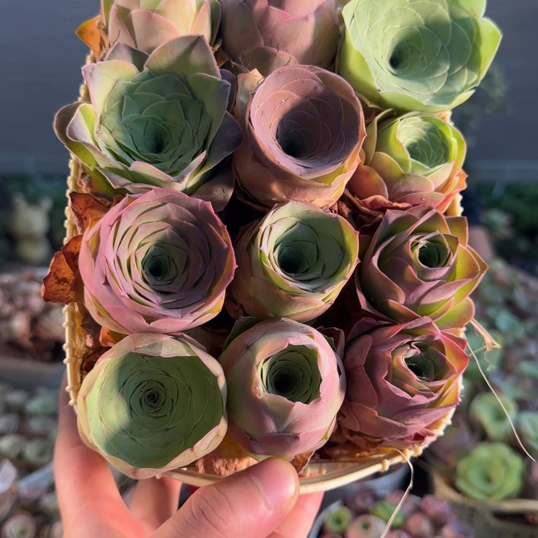 A514 玫瑰花篮老桩组合