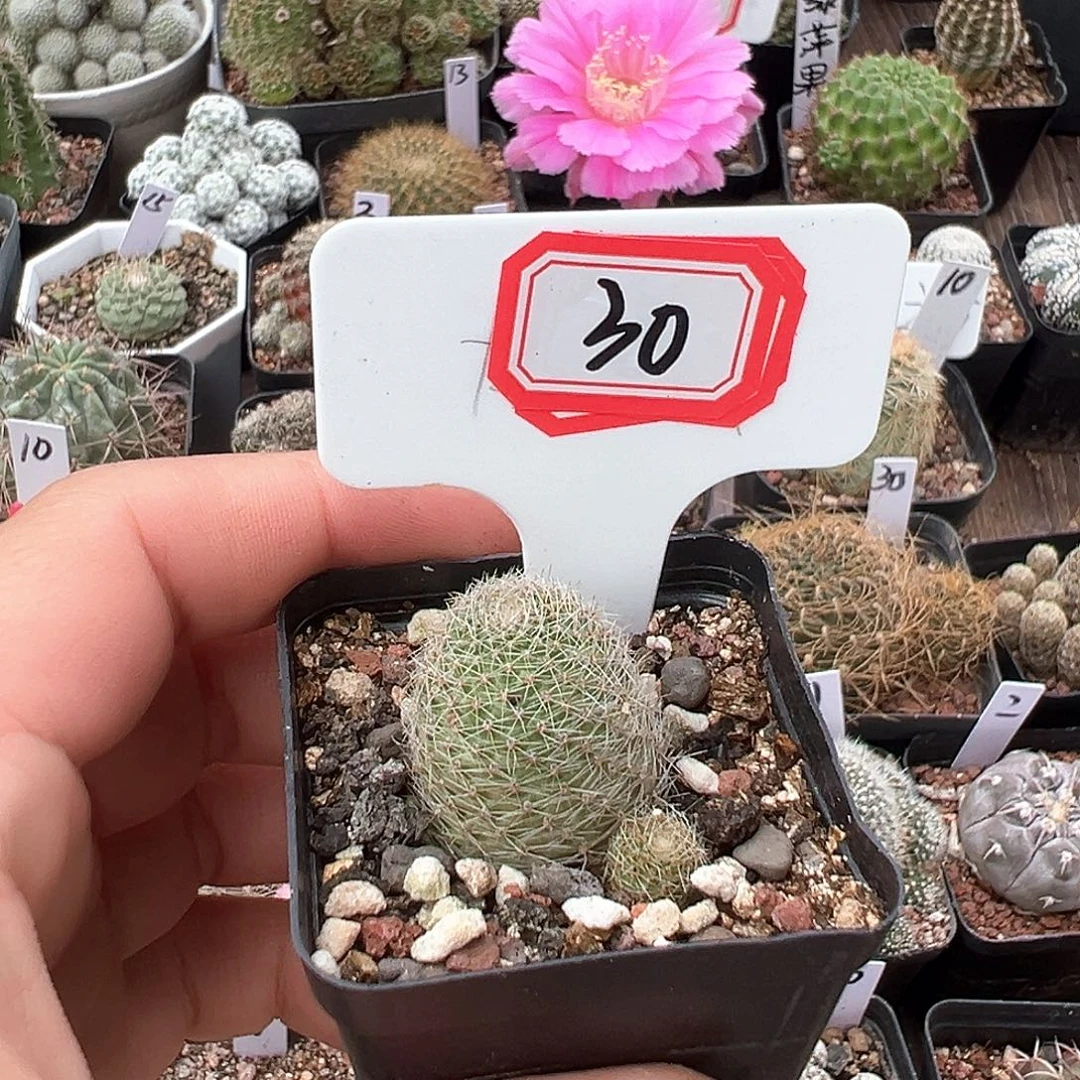 静***，30往事多肉园仙人球往事