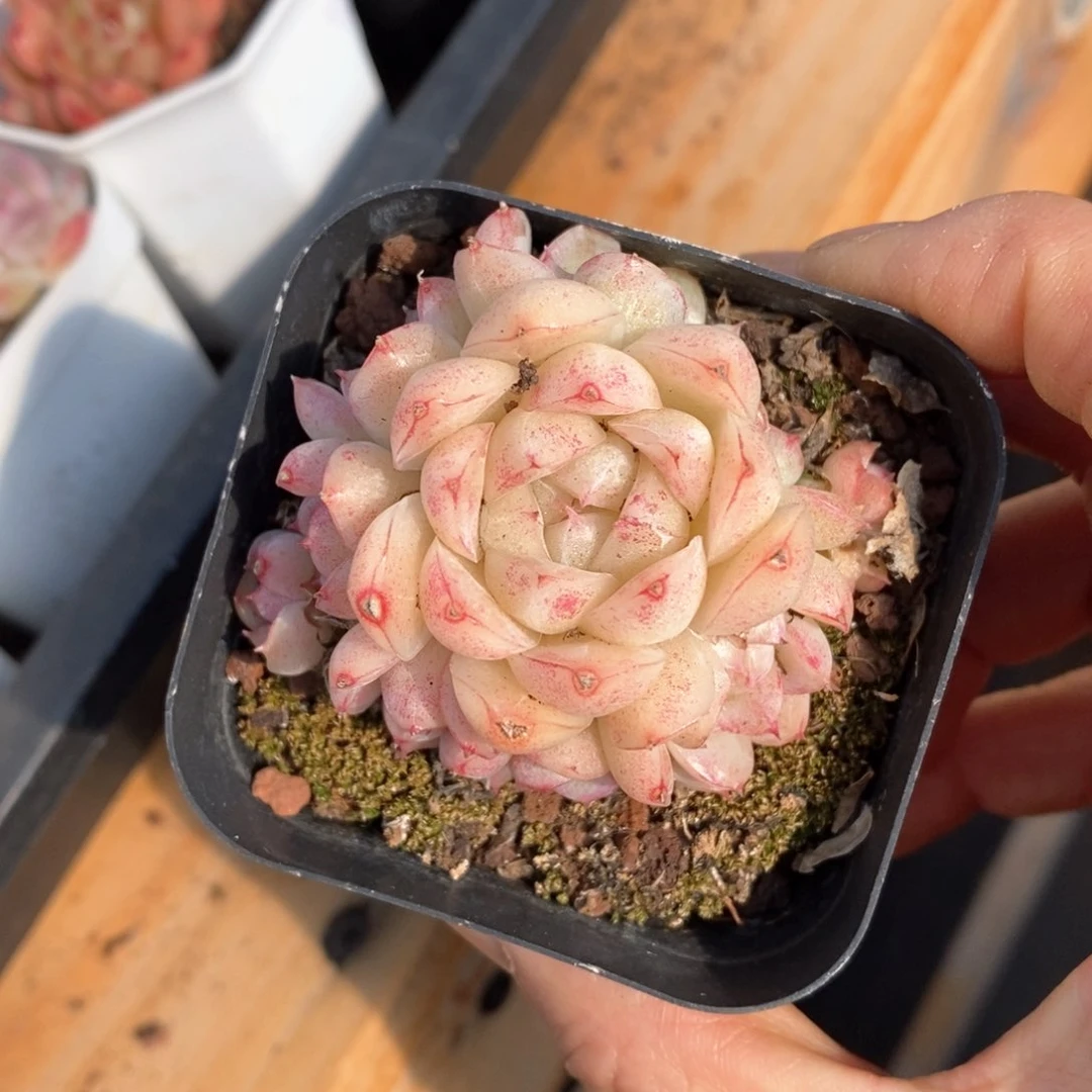 精品多肉一物一柏不包整92