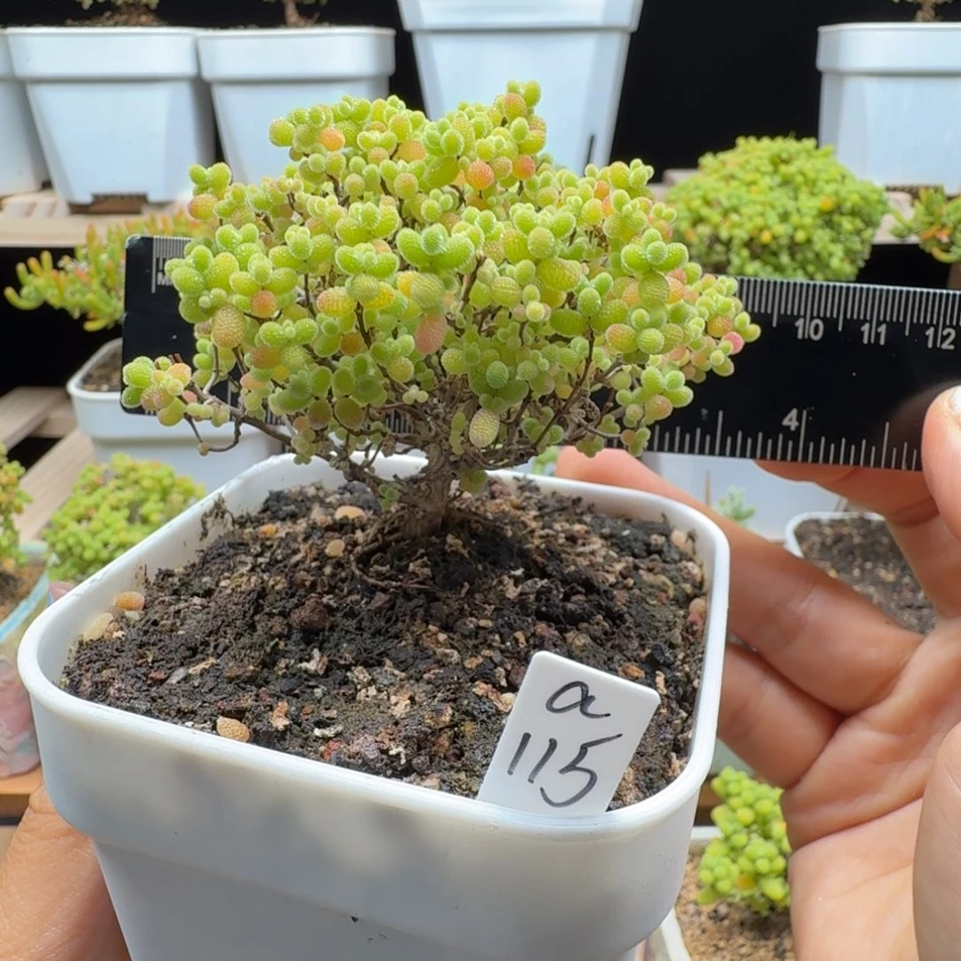 a115号蜜橘冠服8厘米左右