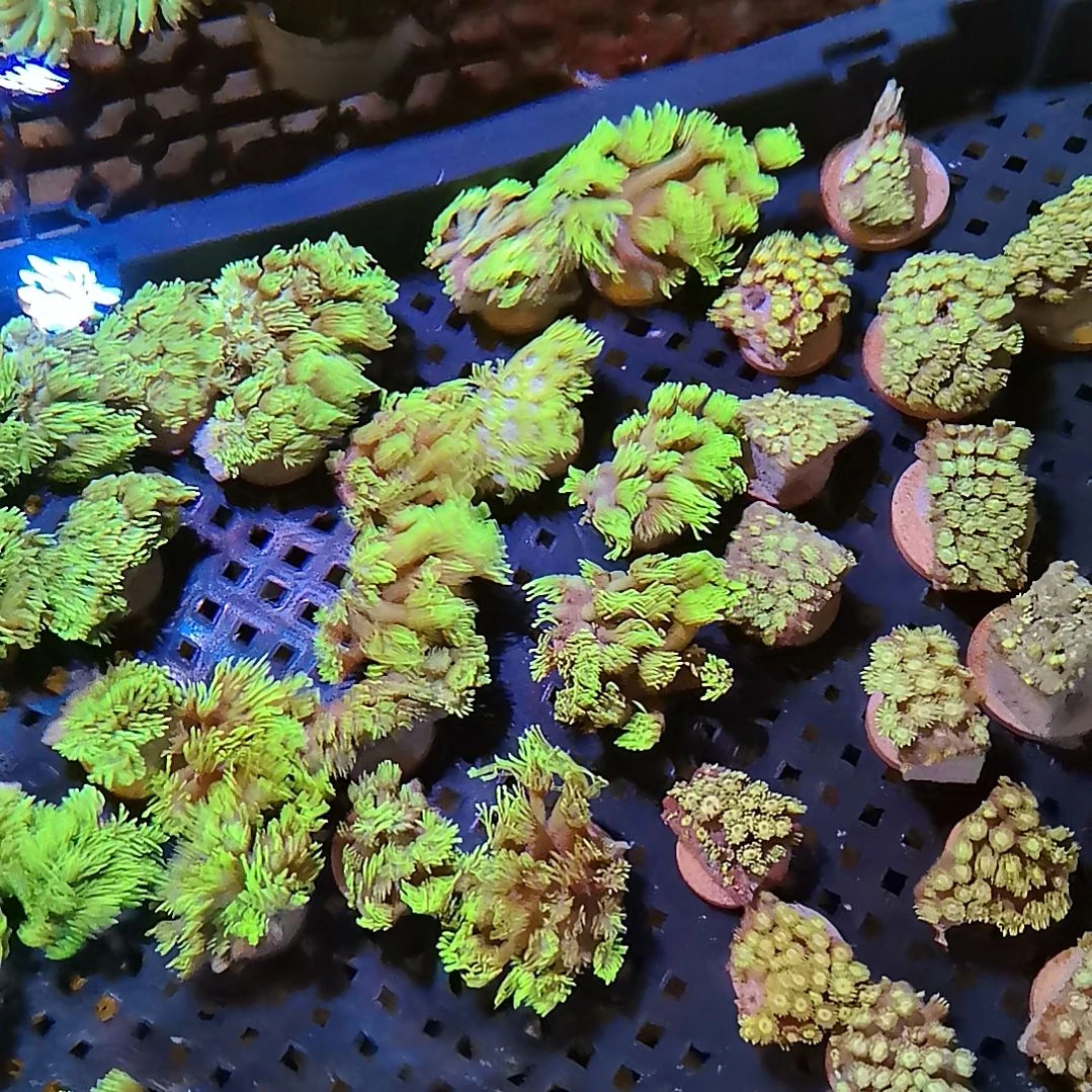 草皮珊瑚宝石花三盘99