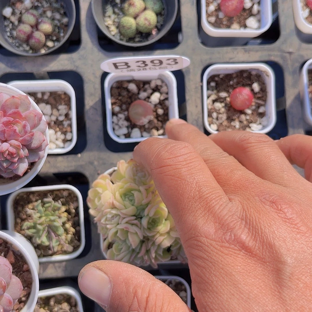 晚*B393灯泡一物一拍