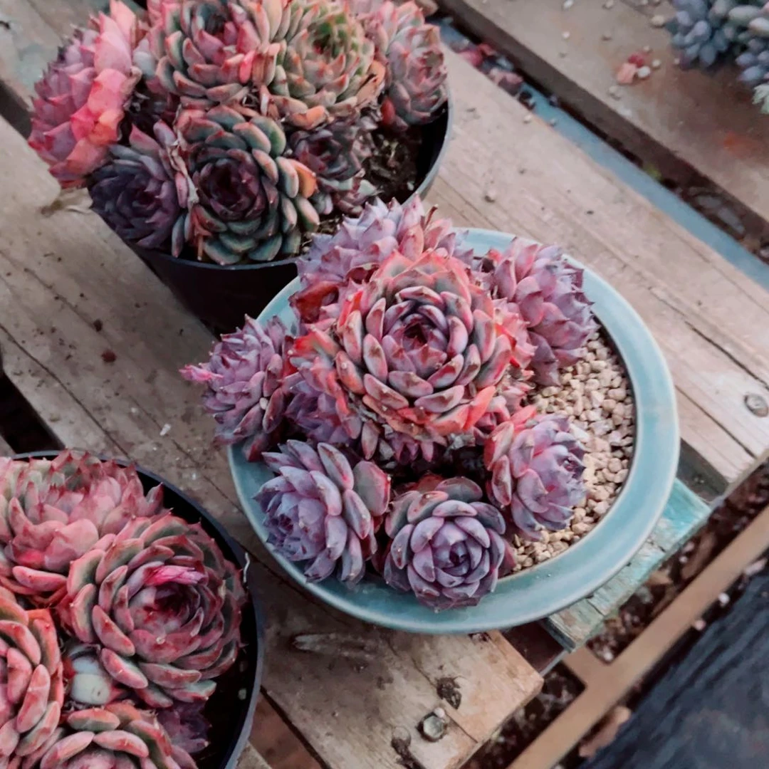 黑水晶发货一颗一