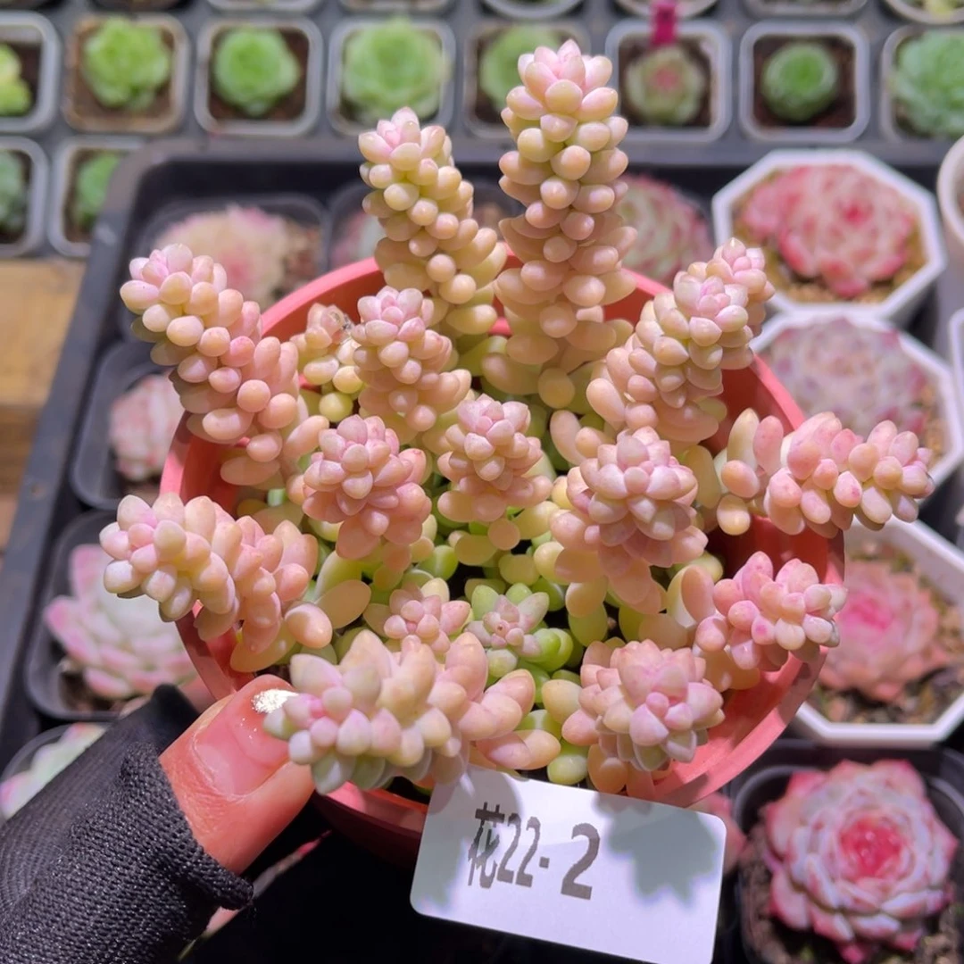 花22-02玉坠含盆土