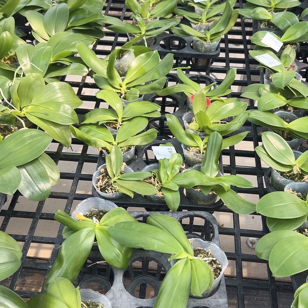 不开花植物雅风G G2.5