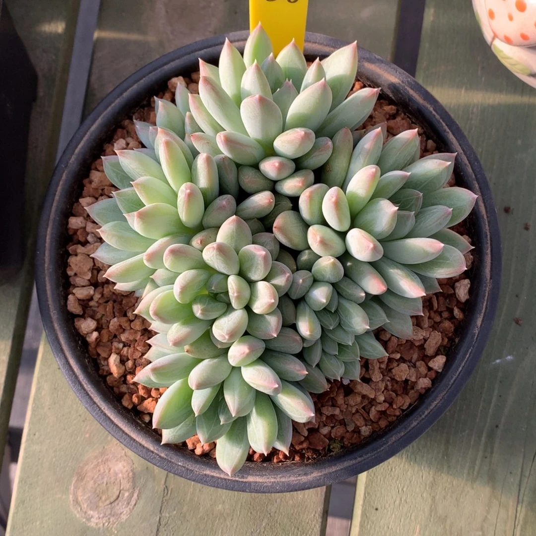 红蛋 多头 一颗