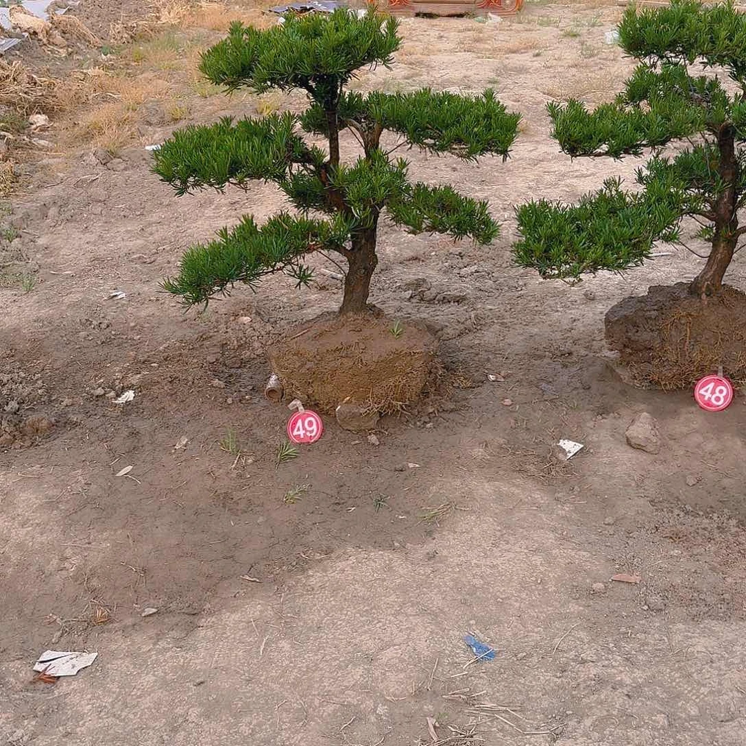 紳**事1278464576434684