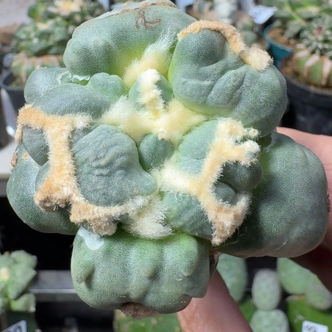 【闪购商品】无花朵连瓷大尤蛋885