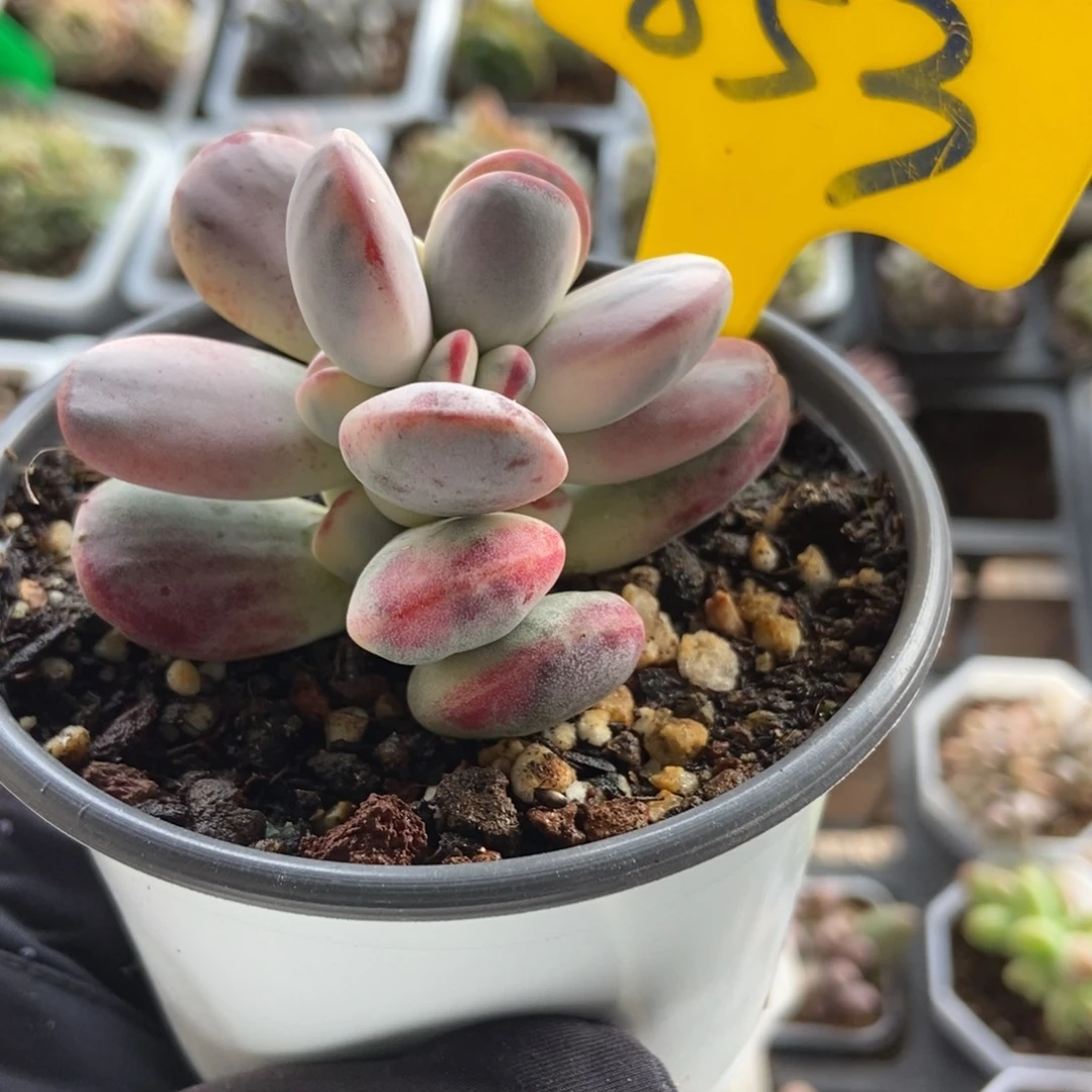 853度娘锦多肉植物保护