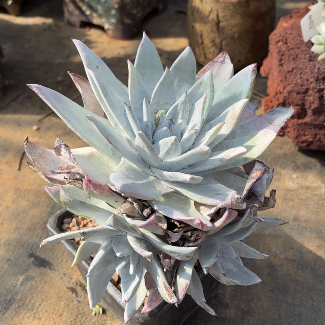 子***狼布瑞东尼，仙女杯多肉