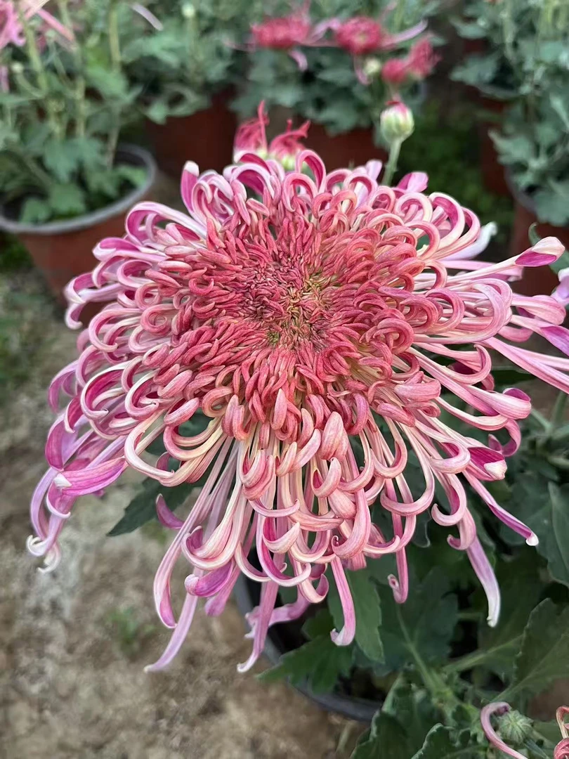 【素秋霜色】大花秋菊  室内外阳台庭院盆栽栽地载稀有花卉绿植盆栽