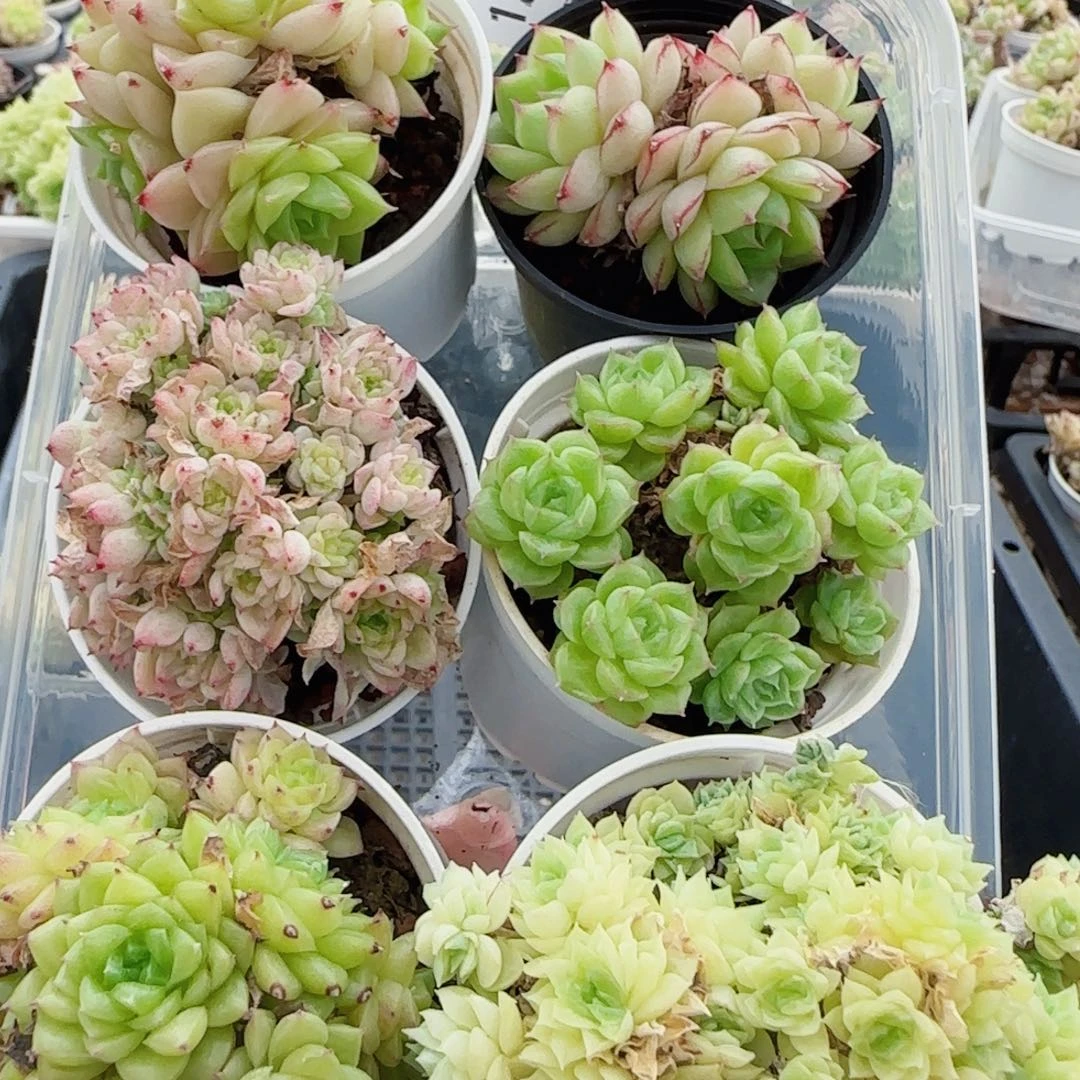 花语逸镜0724-120六个散