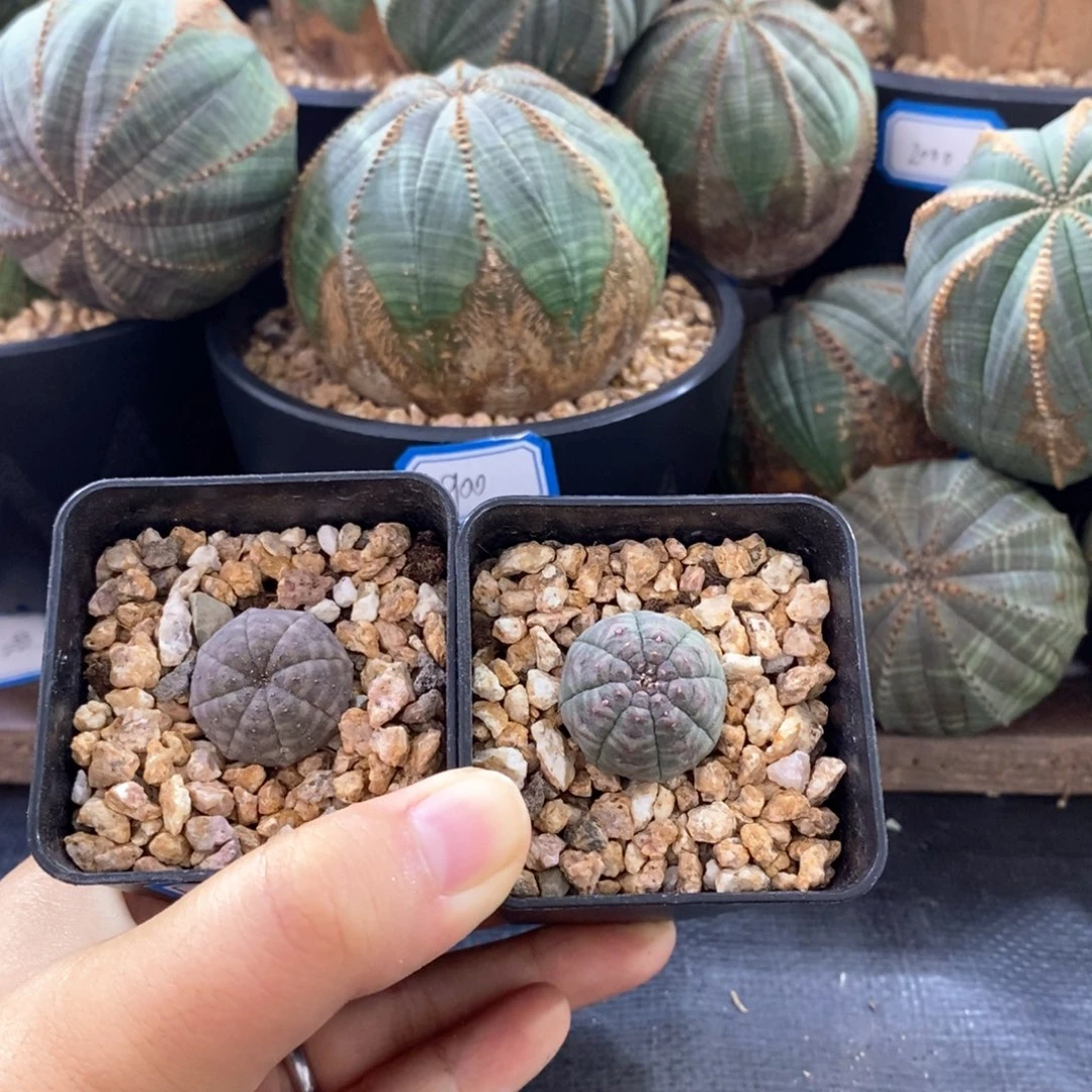 欧系实生布纹球 一物一拍